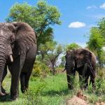 Elephants in South Africa